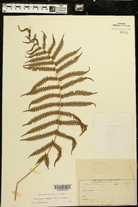 Thelypteris kunthii image