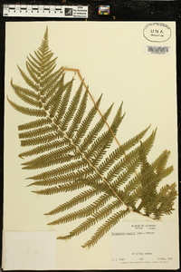 Thelypteris kunthii image