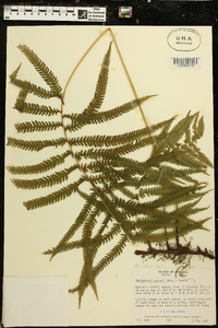 Thelypteris kunthii image