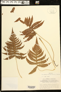 Thelypteris phegopteris image