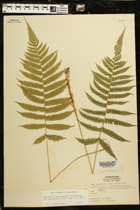 Thelypteris quadrangularis image