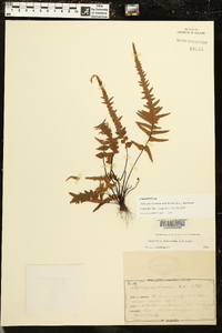 Asplenium × ebenoides image