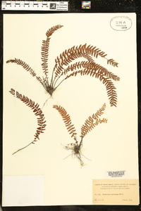 Asplenium formosum image