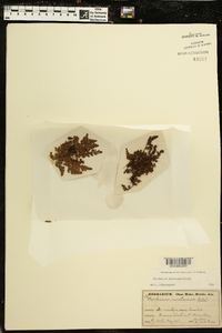 Asplenium montanum image