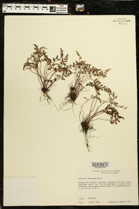 Asplenium montanum image