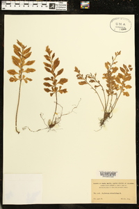 Asplenium obtusifolium image