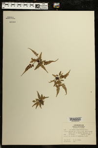 Asplenium pinnatifidum image