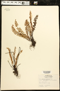 Asplenium resiliens image