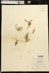 Asplenium resiliens image