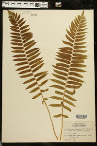 Athyrium pycnocarpon image