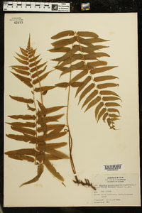 Athyrium pycnocarpon image