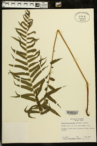 Athyrium pycnocarpon image