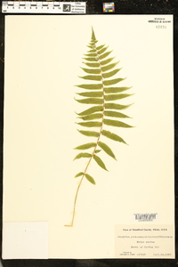 Athyrium pycnocarpon image