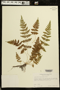 Cystopteris × tennesseensis image