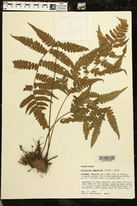 Deparia japonica image