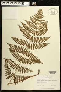 Dryopteris campyloptera image