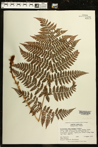 Dryopteris campyloptera image