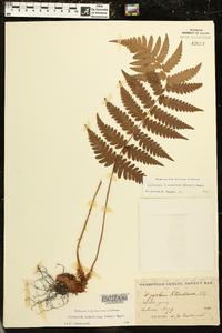 Dryopteris australis image