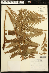 Dryopteris australis image