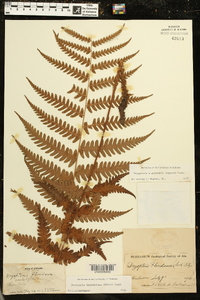 Dryopteris australis image