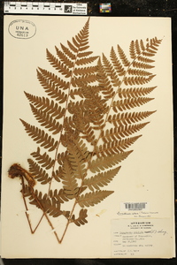 Dryopteris celsa image