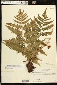 Dryopteris celsa image