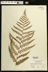 Dryopteris ludoviciana image