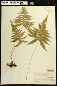 Dryopteris phegopteris image