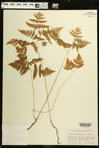 Gymnocarpium dryopteris image