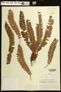 Polystichum lonchitis image