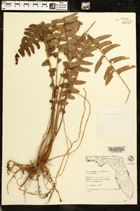 Nephrolepis cordifolia image