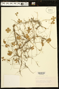 Marsilea vestita subsp. vestita image