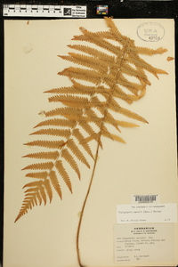 Thelypteris kunthii image