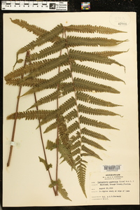 Thelypteris augescens image