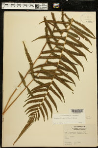 Thelypteris kunthii image