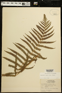 Thelypteris kunthii image