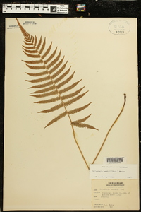 Thelypteris kunthii image