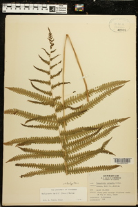 Thelypteris kunthii image