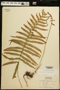 Thelypteris kunthii image