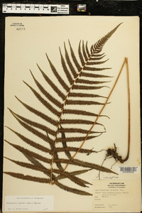 Thelypteris kunthii image