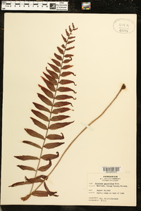 Blechnum serrulatum image