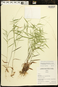 Dichanthelium dichotomum subsp. dichotomum image