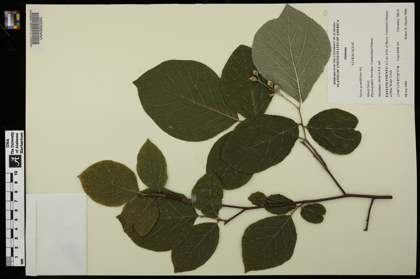 Styrax grandifolius image