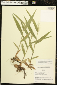 Dichanthelium polyanthes image