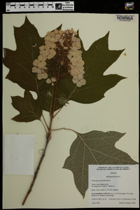 Hydrangea quercifolia image