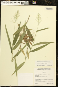 Dichanthelium polyanthes image