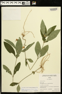 Ruellia caroliniensis image