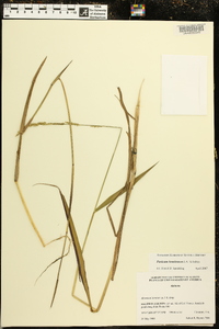 Panicum hemitomon image