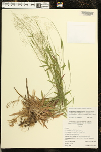 Dichanthelium ensifolium subsp. curtifolium image
