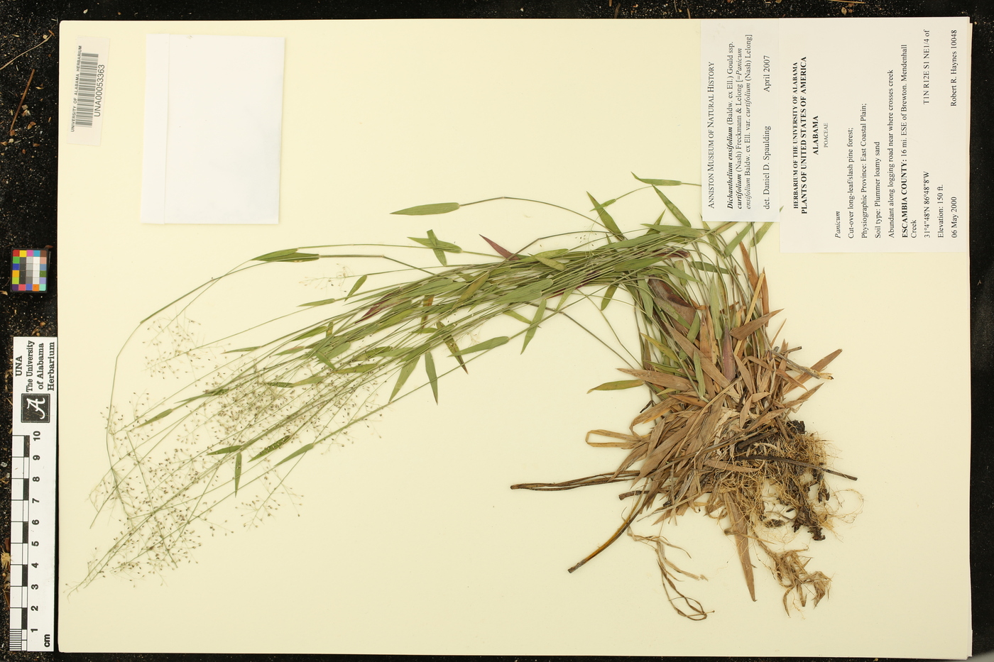 Dichanthelium ensifolium subsp. curtifolium image